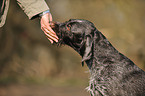 German wirehaired Pointer Portrait