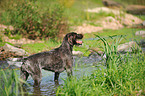 bathing German wirehaired Pointer