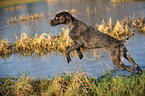 running German wirehaired Pointer