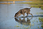 walking German wirehaired Pointer