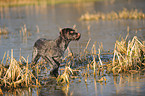 German wirehaired Pointer