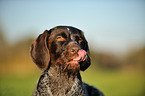 German wirehaired Pointer Portrait
