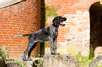 young German wirehaired Pointer