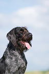 German wirehaired Pointer Portrait