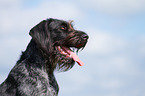 German wirehaired Pointer Portrait