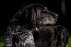 German wirehaired Portrait