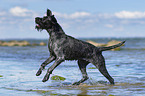 German Wirehaired Pointer in the Water