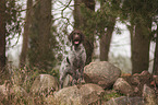 German Wirehaired Pointer