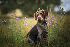 sitting German Wirehaired Pointer