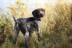 standing German Wirehaired Pointer