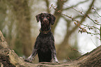 German Wirehaired Pointer