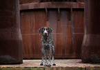 standing German Wirehaired Pointer