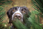 German Wirehaired Pointer portrait