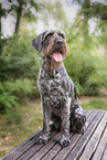 German wirehaired Pointer