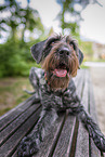 German wirehaired Pointer
