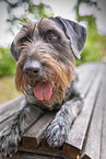 German wirehaired Pointer