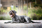 German wirehaired Pointer