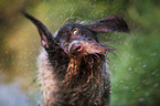 shaking German wirehaired Pointer