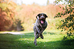 running German wirehaired Pointer