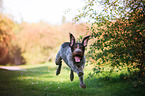 running German wirehaired Pointer