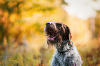 German wirehaired Pointer Portrait