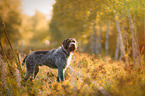 German wirehaired Pointer