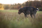 German wirehaired Pointer