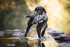 retrieving German wirehaired Pointer