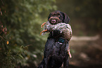 retrieving German wirehaired Pointer