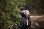 retrieving German wirehaired Pointer