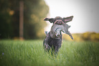 retrieving German wirehaired Pointer