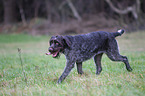 German wirehaired Pointer
