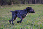 playing German wirehaired Pointer