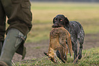 female German wirehaired Pointer