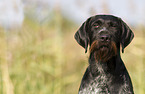 male German wirehaired Pointer