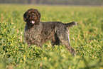 male German wirehaired Pointer