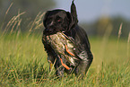 male German wirehaired Pointer