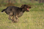 male German wirehaired Pointer