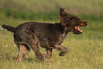 male German wirehaired Pointer