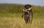 male German wirehaired Pointer