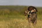 male German wirehaired Pointer