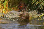 male German wirehaired Pointer