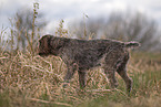 female German wirehaired Pointer