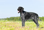 German wirehaired Pointer in summer