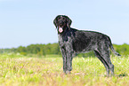 German wirehaired Pointer in summer