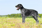 German wirehaired Pointer in summer