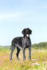 German wirehaired Pointer in summer