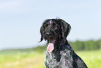 German wirehaired Pointer in summer