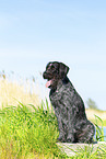 German wirehaired Pointer in summer