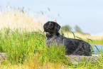 German wirehaired Pointer in summer